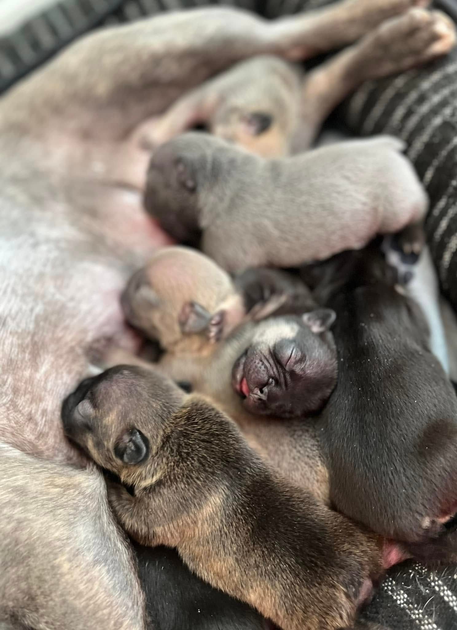baby bulldogs nursing