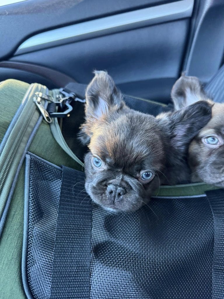 2 dark brown bulldogs in a bag