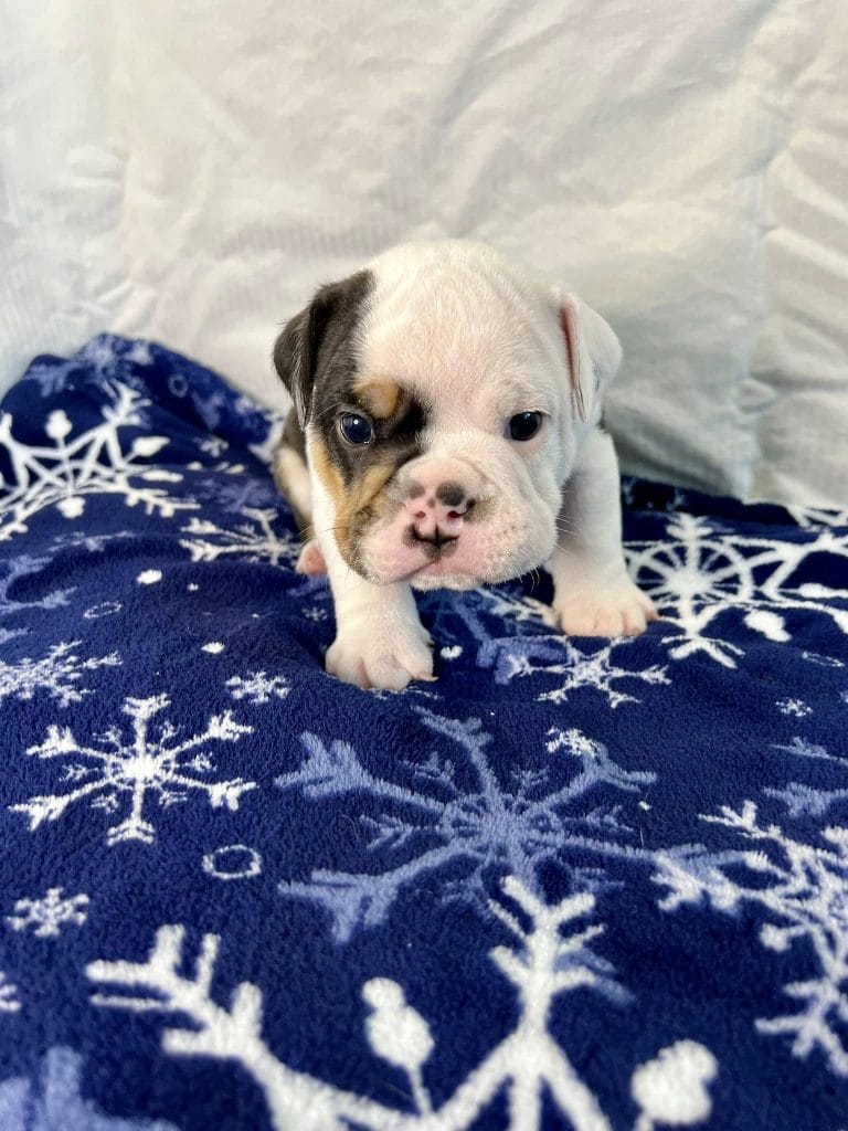 baby white and brown bulldog on a blanket