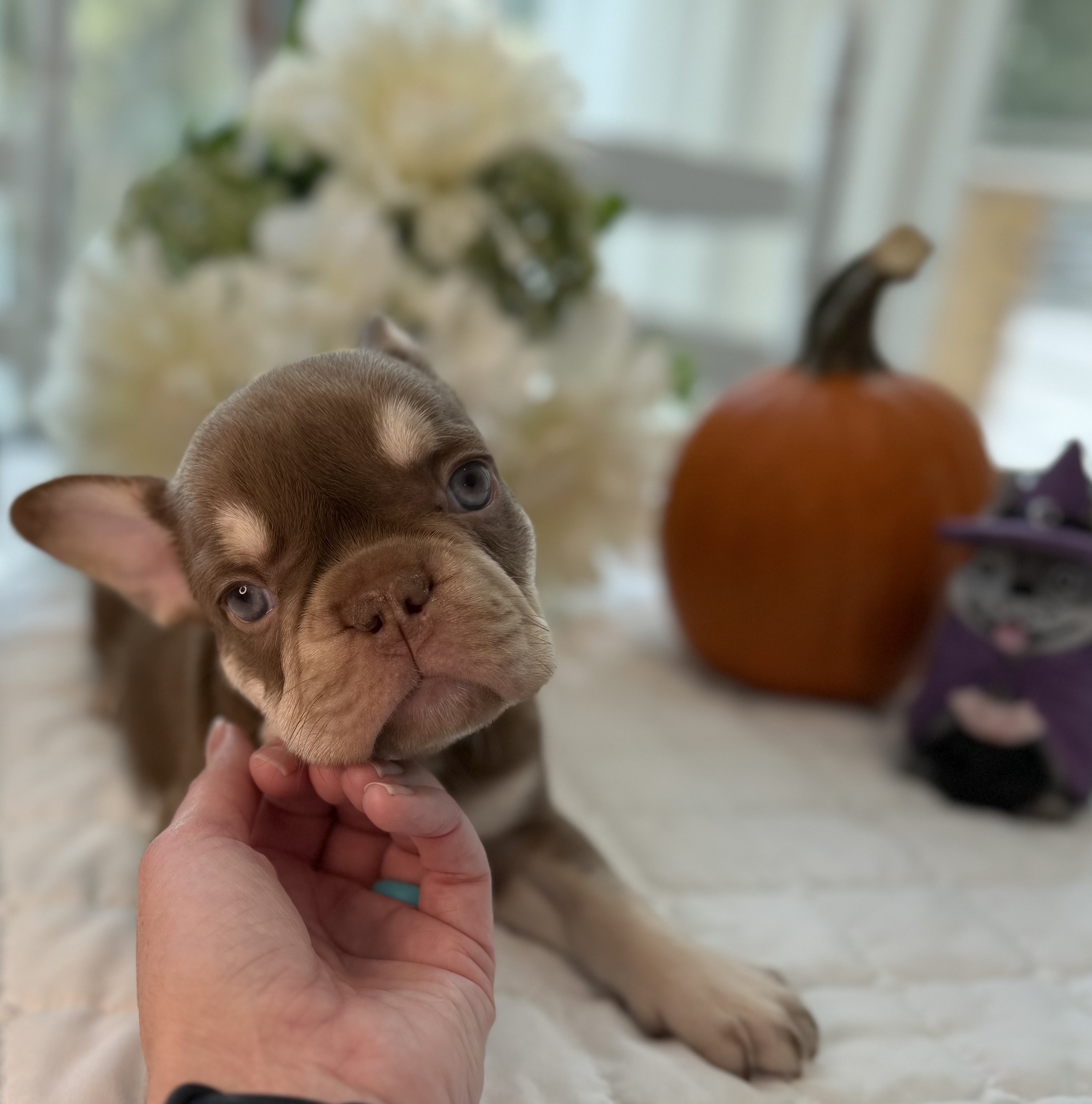 Peter Pan is our Rojo and Tan Male French Bulldog. Will be ready 10/25/25. DNA tested, microchipped, vet checked, age-appropriate vaccinations, dewormed.