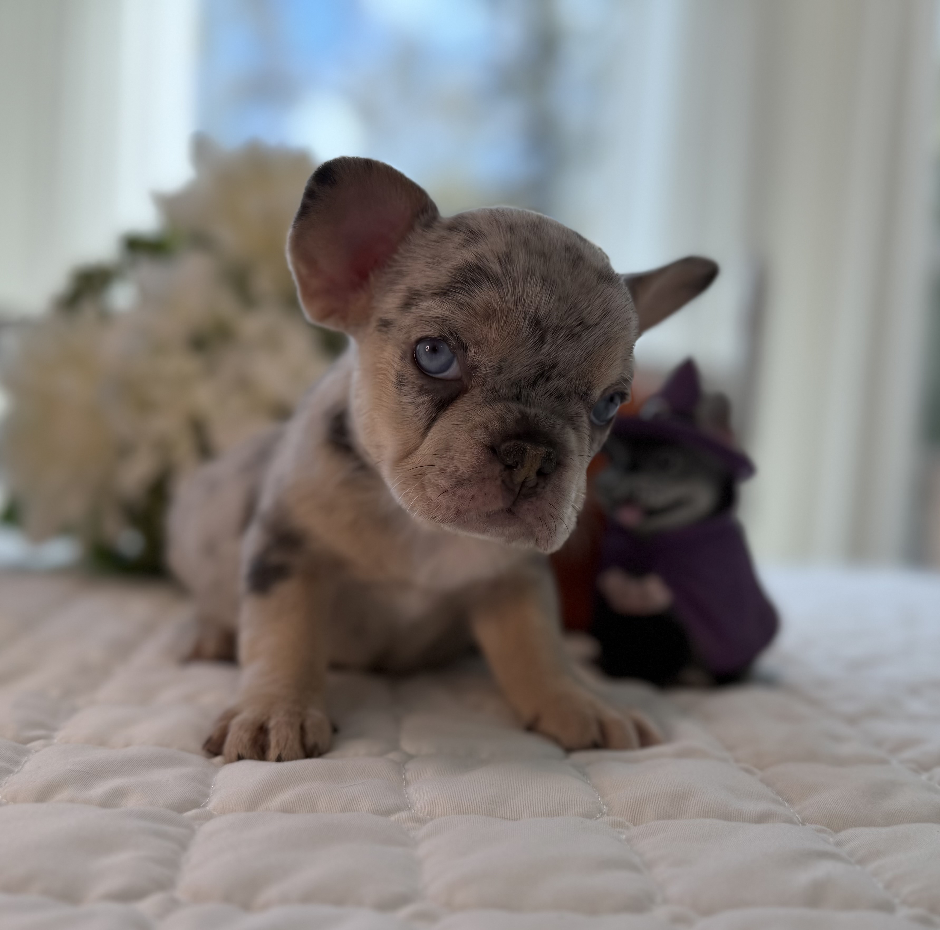 Tinker Bell is our Lilac Merle Female French Bulldog. Will be ready 10/25/25. DNA tested, microchipped, vet checked, age-appropriate vaccinations, dewormed.