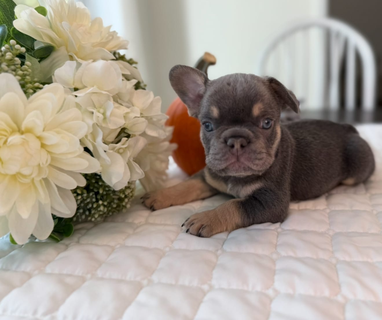 Captain Jack Sparrow is our Lilac and Tan Male French Bulldog. Will be ready 10/25/25. DNA tested, microchipped, vet checked, age-appropriate vaccinations, dewormed.