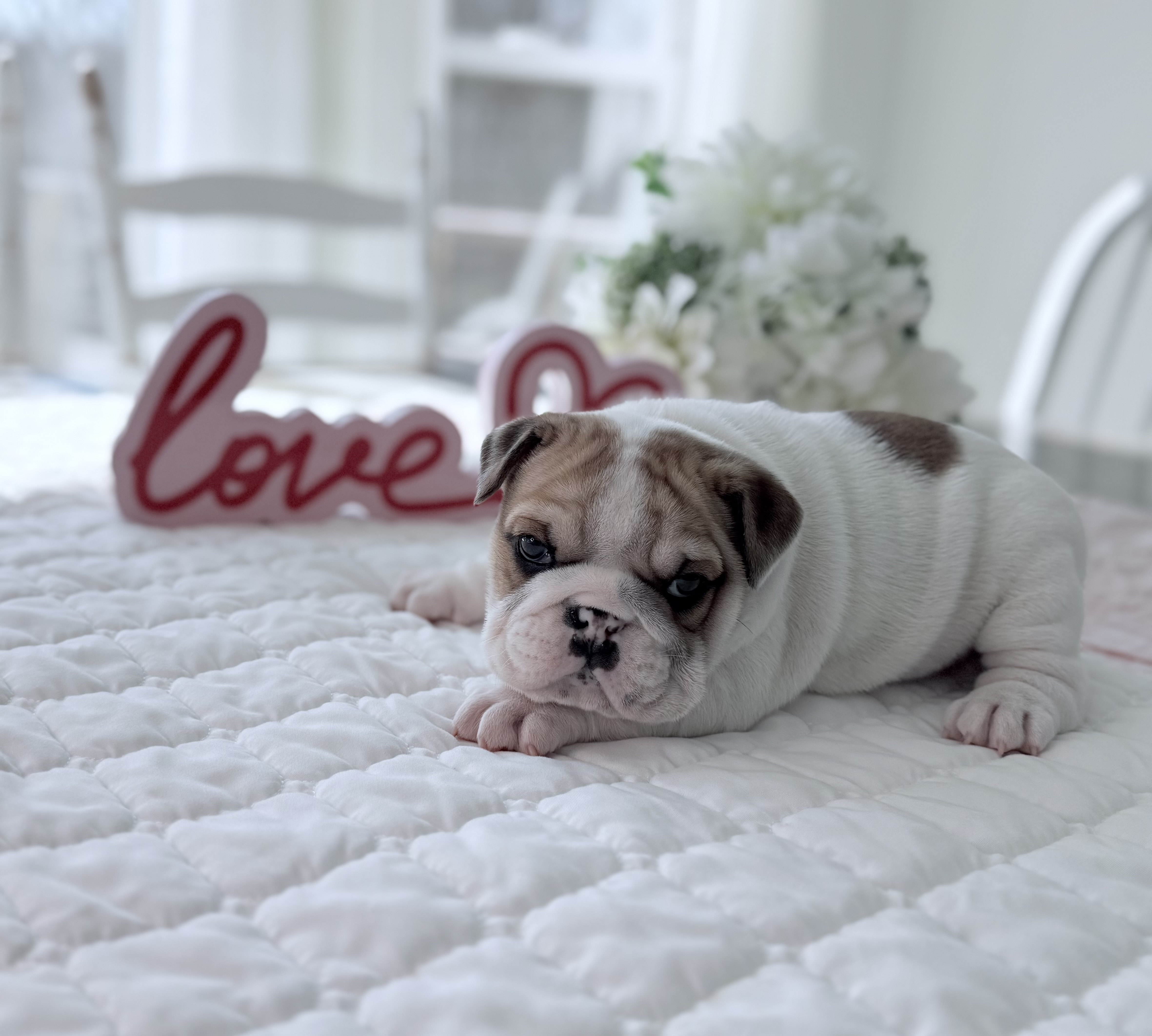 Our next litter should be in the fall. ***Placed in new home*** Sassy is part of our Homeward Bound Crew here at Sunshine Bulldogs. Sassy is an AKC red piebald English Bulldog and is absolutely adorable. She will be ready for her new home on 3/6/26.