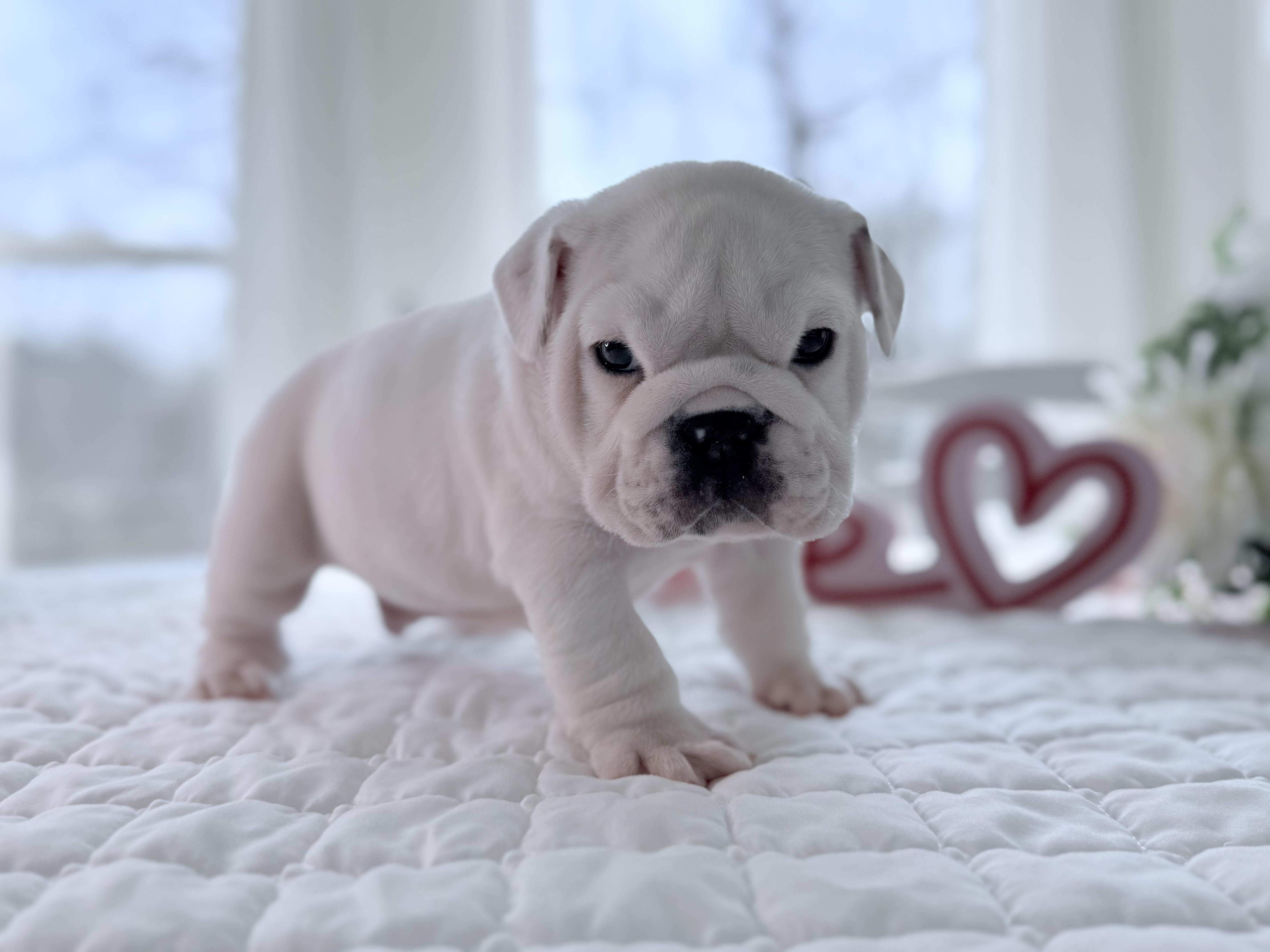 Our next litter should be in the fall. ***Placed in new home*** Shadow is part of our Homeward Bound Crew here at Sunshine Bulldogs. Shadow is an AKC red piebald English Bulldog and is such a handsome boy. He will be ready for his new home on 3/6/26.