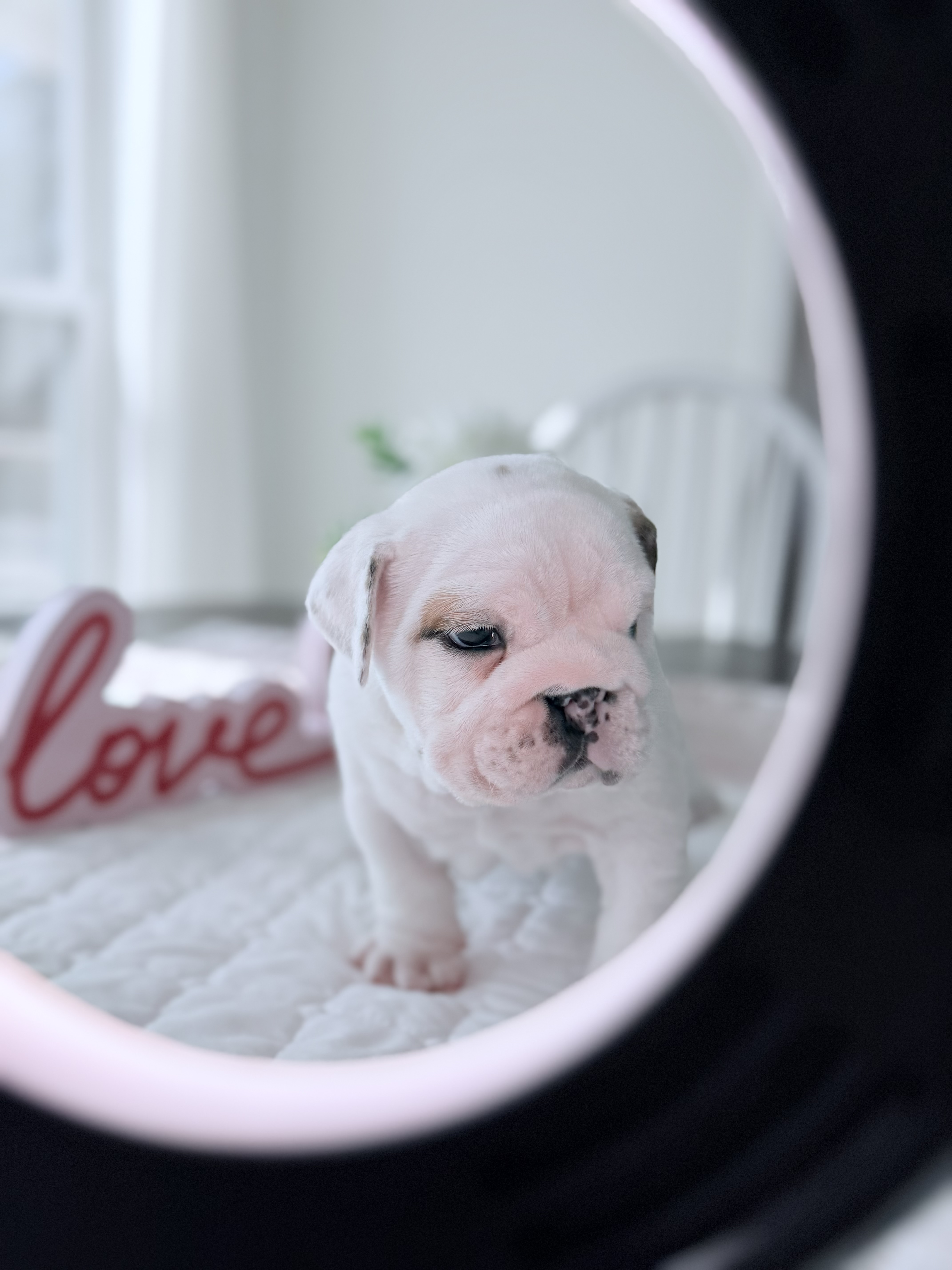 Our next litter should be in the fall. ***Placed in new home*** Chance is part of our Homeward Bound Crew here at Sunshine Bulldogs. Chance is an AKC black tri English Bulldog and is an absolute stud. He will be ready for his new home on 3/6/26.